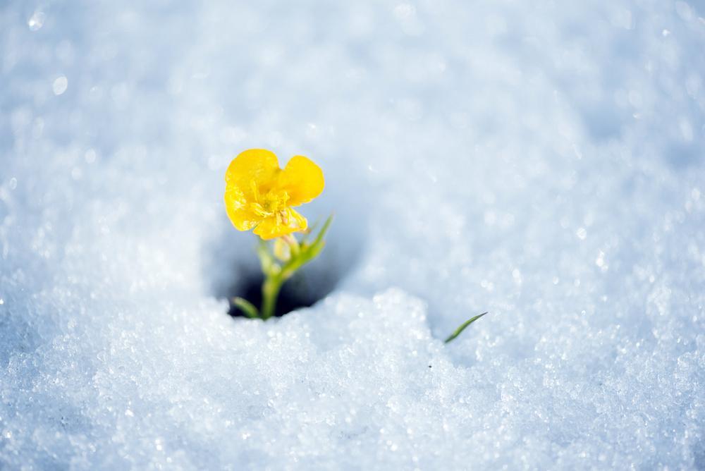 Jégtörő Mátyás - február 24.